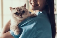 Save Download Preview Smiling Professional Veterinarian Holding Cute Cat. Female Doctor Veterinarian is Holding Cute White Cat on Hands at Vet Clinic and Smiling. Veterinarian Concept.